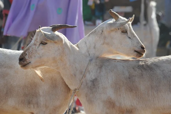 Marché de l'élevage de bovins — Photo