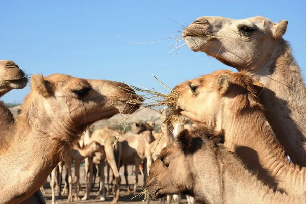 Camels — Stock Photo, Image