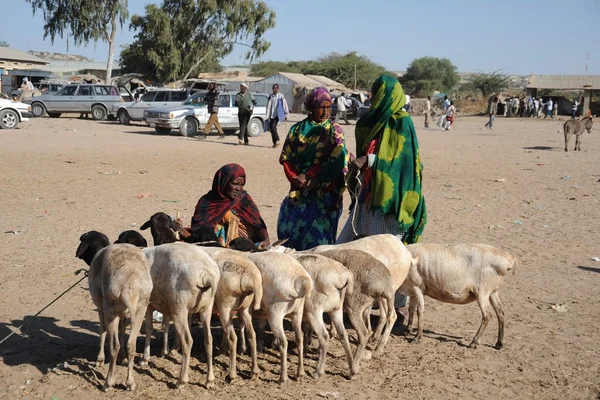 Cattle breeding market — Stock Photo, Image