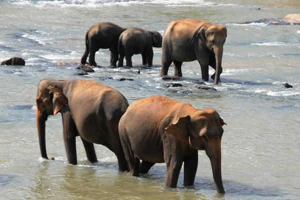 Słonie z wyspy Cejlon — Zdjęcie stockowe