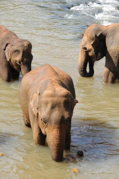 Elefanter av ceylon ö — Stockfoto