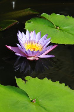 Lotus