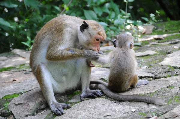 Macacos — Fotografia de Stock