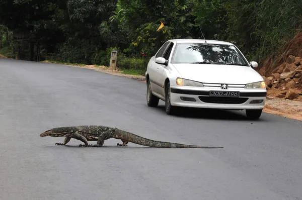 The monitor lizard passes the highway — Stock Photo, Image