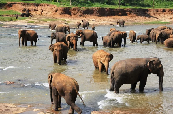 Elefant bad i floden — Stockfoto