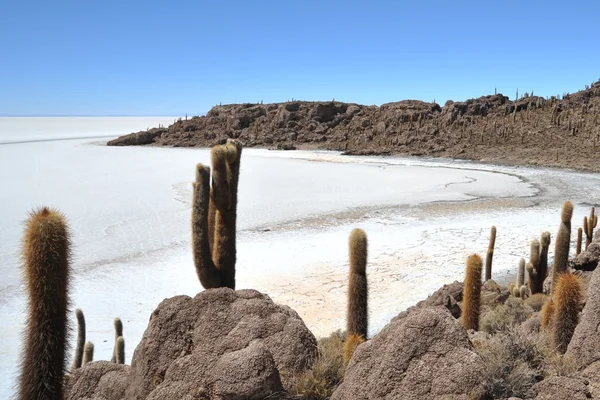 Sziget Incahuasi Salar de Uyuni, Bolívia — Stock Fotó