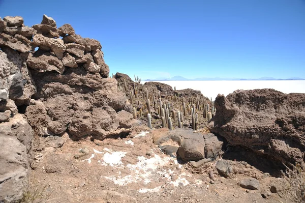 Insel incahuasi salar de uyuni, Bolivien — Stockfoto