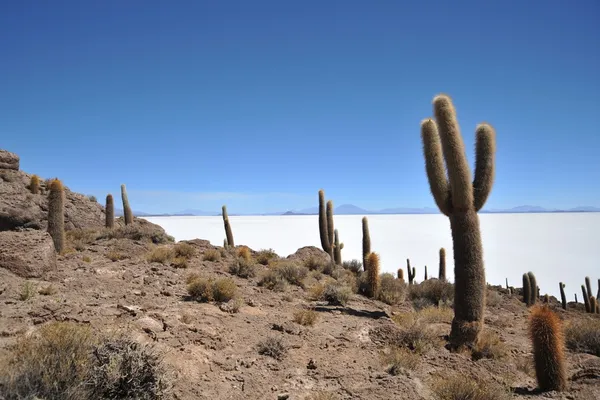 Ilha Incahuasi Salar de Uyuni, Bolívia — Fotografia de Stock