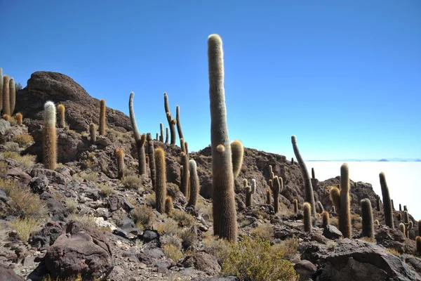 Ilha Incahuasi Salar de Uyuni, Bolívia — Fotografia de Stock