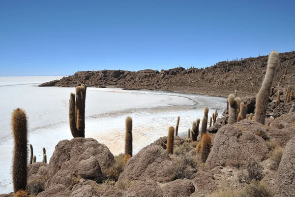 Sziget Incahuasi Salar de Uyuni, Bolívia — Stock Fotó