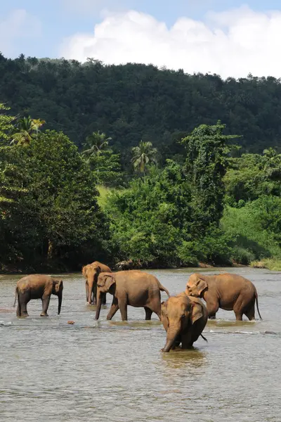 Elefanten in Ceylon — Stockfoto