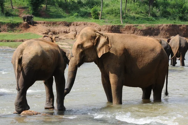 Elefanten in Ceylon — Stockfoto