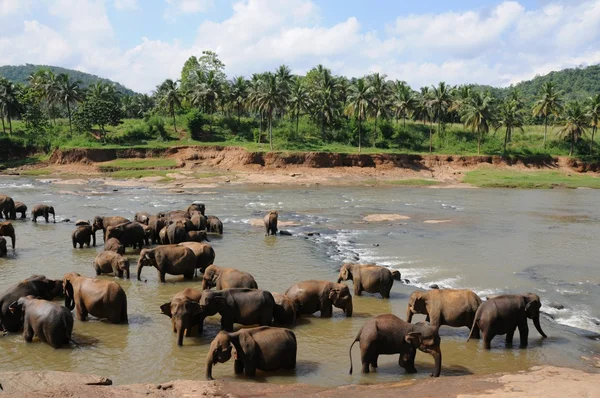 Elefanter i ceylon — Stockfoto