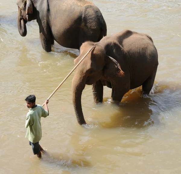 Elephants in Ceylon — Stock Photo, Image