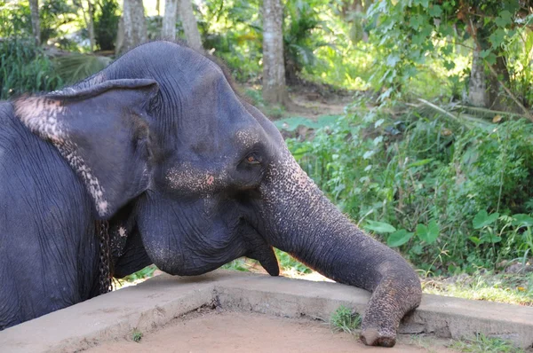 Elephants in Ceylon — Stock Photo, Image