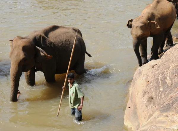 Elephants in Ceylon — Stock Photo, Image