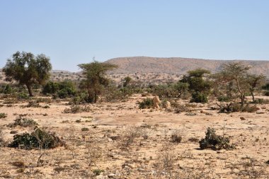 Somali ladscape