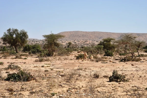 Somali ladscape — Stok fotoğraf