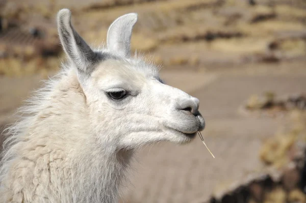 Lama. — Foto de Stock