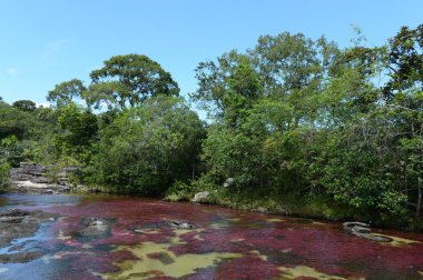 Canio, cristales, dağ, nehir. Kolombiya