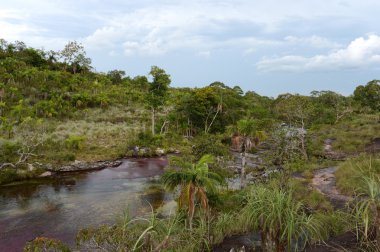 Canio cristales Nehri Kolombiya