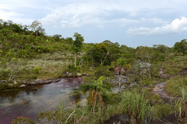 Canio-cristales fluss in kolumbien — Stockfoto