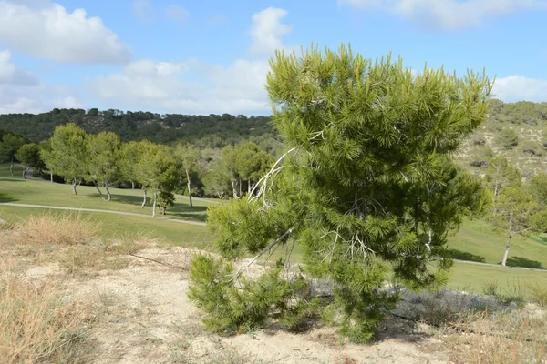 Golf courses in Orihuela Costa — Stock Photo, Image