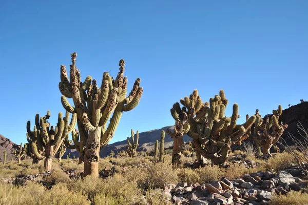 Cacti nas terras altas da Bolívia — Fotografia de Stock