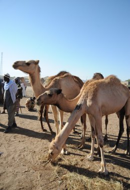 canlı hayvan pazarı