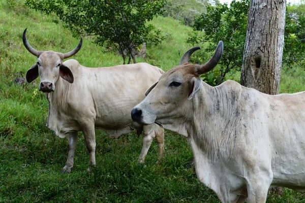 Colombian cow — Stock Photo, Image