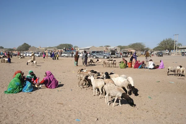 The livestock market — Stock Photo, Image