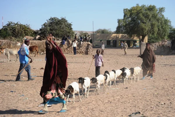 The livestock market — Stock Photo, Image