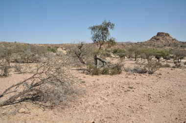 Somali ladscape