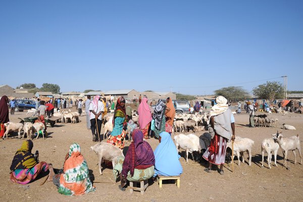 The livestock market