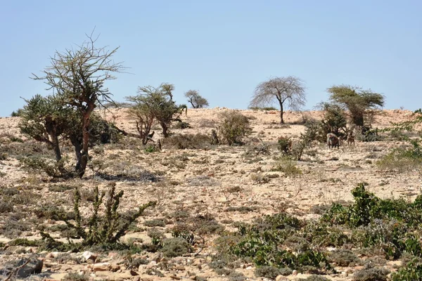 Ladscape somalijski — Zdjęcie stockowe