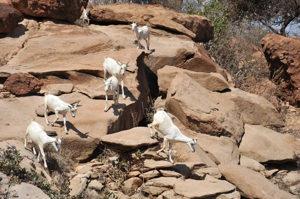 Cabras na área das cavernas Las Gil — Fotografia de Stock