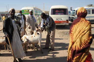 canlı hayvan pazarı