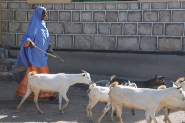 Somalilerle sıkı hargeysa şehir sokaklarında.