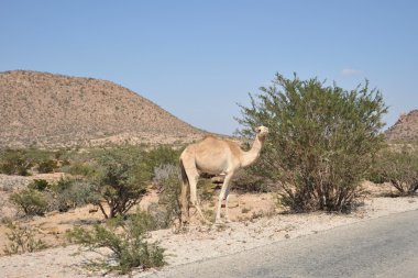 Somali peyzaj