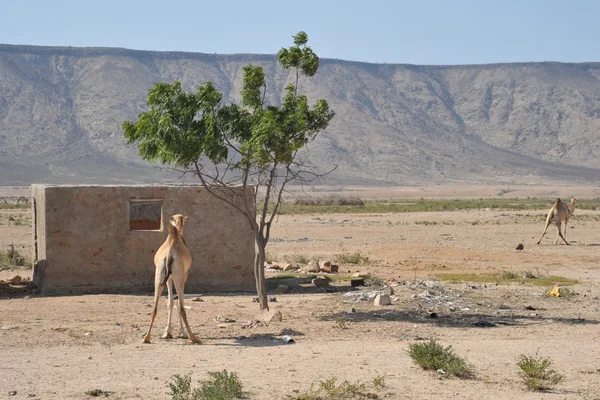 Na aldeia somali — Fotografia de Stock