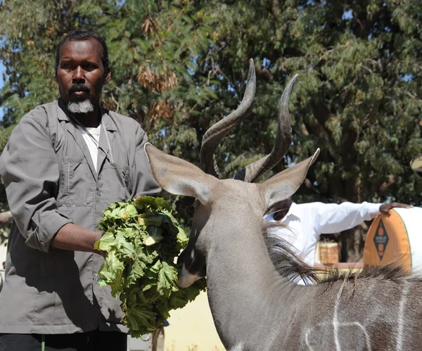 Particuliere dierentuin in hargeisa — Stockfoto