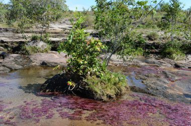 Canio, cristales, dağ, nehir. Kolombiya