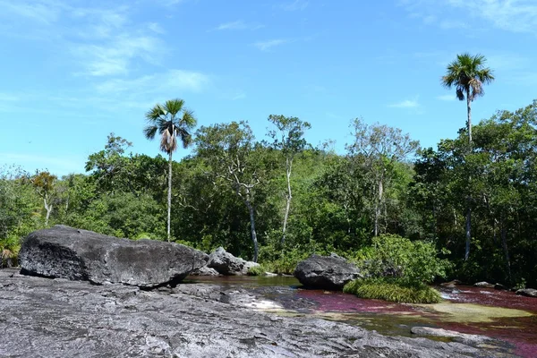 Canio Cristales mountain river. Colombia — Stock Photo, Image