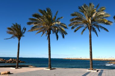 setin içinde torrevieja