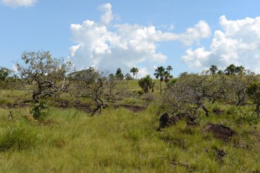 serrania-de-la-lindos. Kolombiya