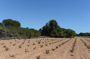 torrevieja kasabası yakınlarında bağ.