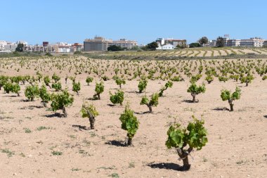 torrevieja kasabası yakınlarında bağ.