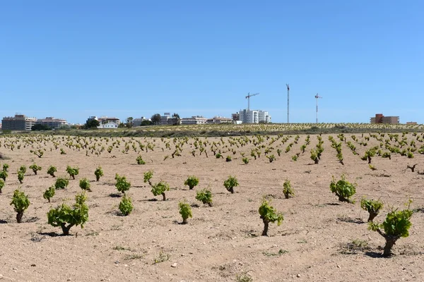 Torrevieja kasabası yakınlarında bağ. — Stok fotoğraf