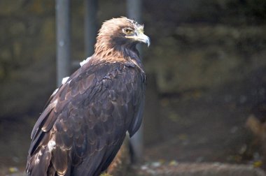  MOSCOW, Rusya - 7 Ağustos 2021 Moskova hayvanat bahçesindeki Kartal Mezarlığı