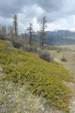 ALTAI REPUBLIC, RUSSIA - 18 Mayıs 2021: Altai Cumhuriyeti 'nin Kosh-Agach ilçesinde Kuzey Chui sırtı yakınlarındaki dağ manzarası. Rusya